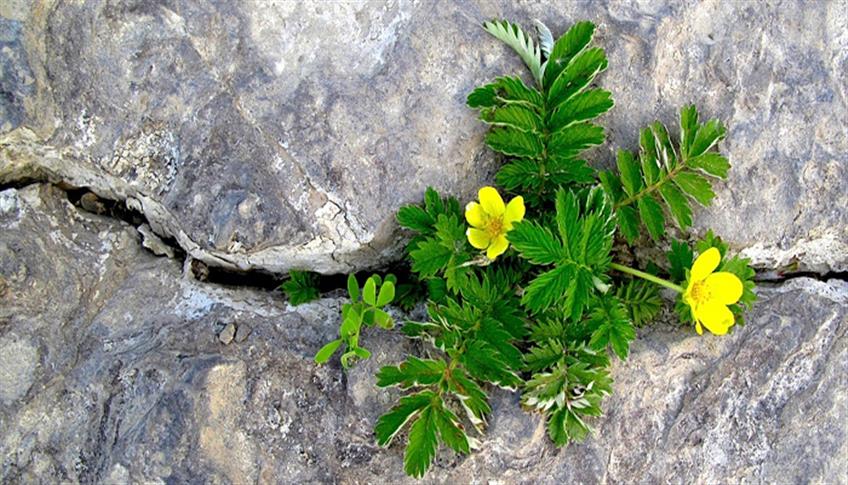 La resilienza è una delle molteplici risorse dell'essere umano. La resilienza è una delle molteplici risorse dell'essere umano.